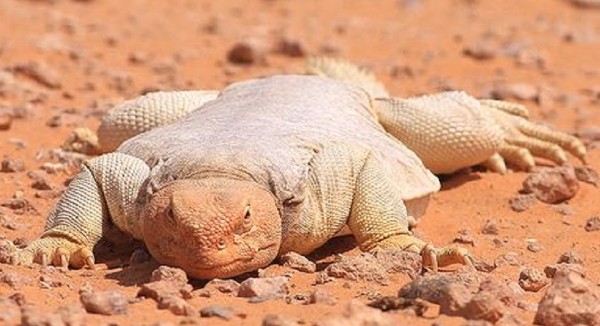 تفسير رؤية الضب في المنام