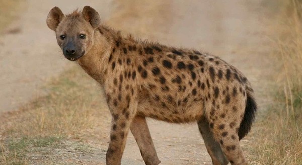 تفسير رؤية الضبع في المنام