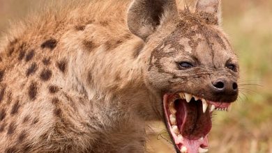 تفسير رؤية الضبع في المنام