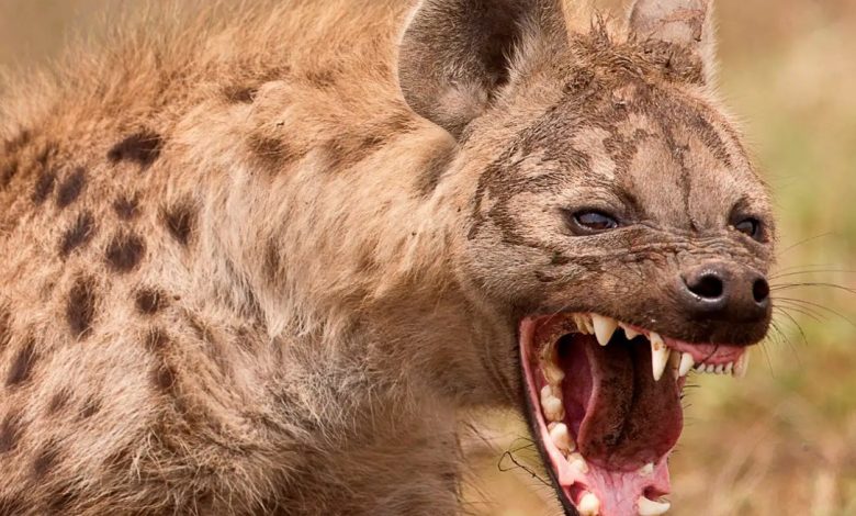 تفسير رؤية الضبع في المنام