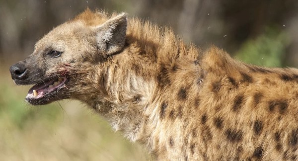 تفسير رؤية الضبع في المنام