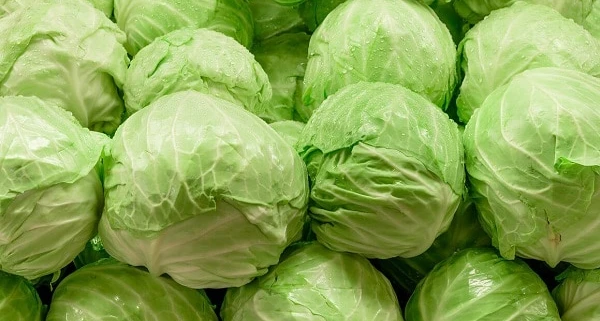 الكرنب في المنام