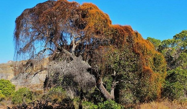 حديقة Isalo الوطنية