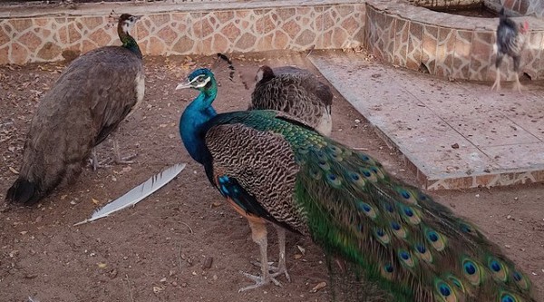 حديقة أنامان زون