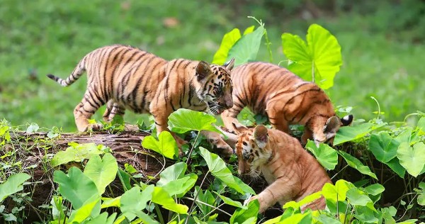 حديقة الحيوانات راجونان