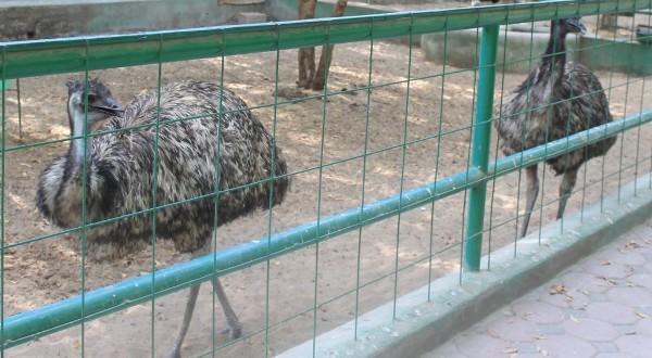 حديقة الحيوانات في مسقط