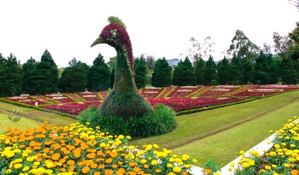 حديقة الزهور بونشاك نوسانتارا