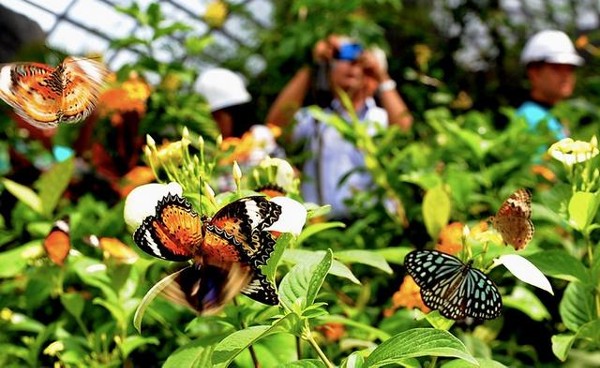 حديقة الفراشات