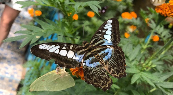 حديقة الفراشات