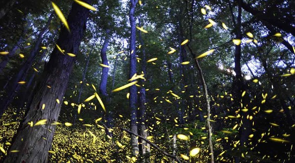 حديقة الفراشة المضيئة