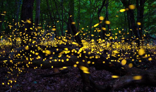 حديقة الفراشة المضيئة