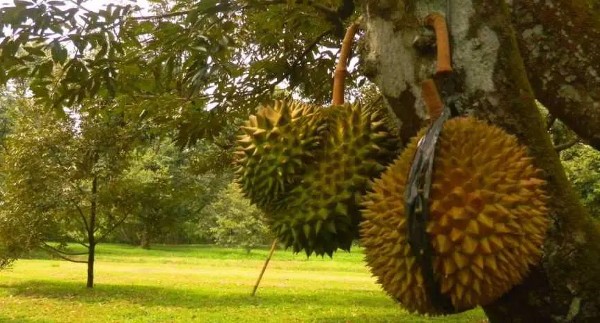 حديقة الفواكه بونشاك