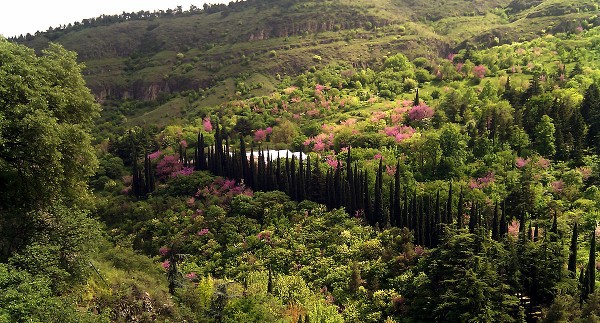 حديقة النباتات الوطنية