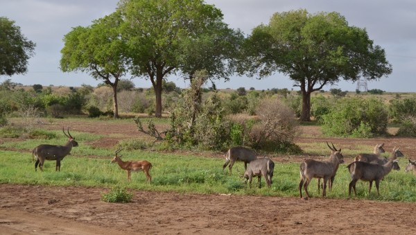حديقة تسافو الوطنية