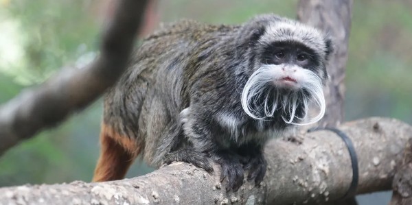 السياحة في بلاكبول