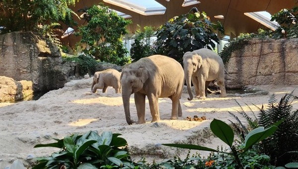 حديقة حيوان زيورخ