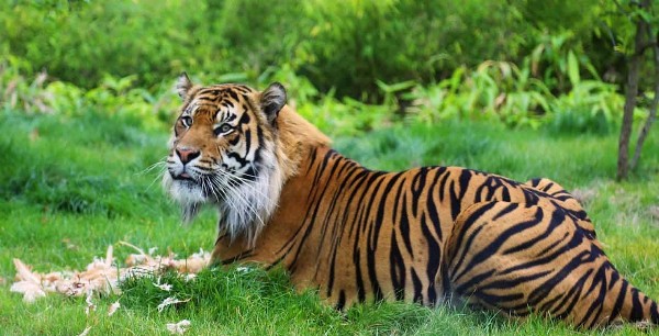 حديقة حيوانات تبليسي