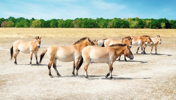 حديقة هورتوباجي الوطنية 