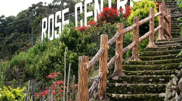 حديقة ورد السيدة روبرتسون