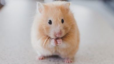 حيوان الهامستر