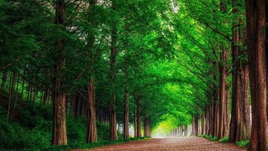 خلفيات اشجار طبيعية