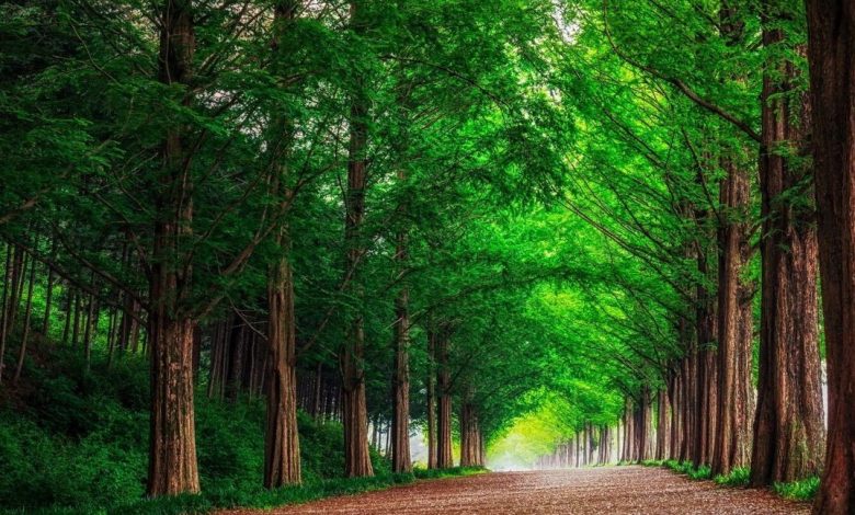 خلفيات اشجار طبيعية