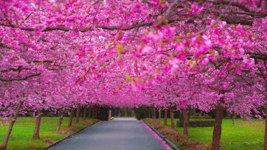 خلفيات مناظر طبيعية ورود