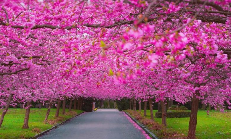 خلفيات مناظر طبيعية ورود