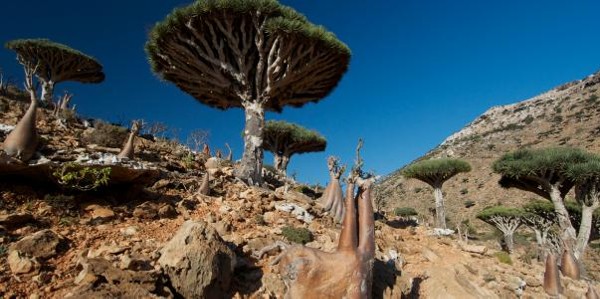 رأس إيريسيل