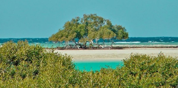 شجرة القلعان