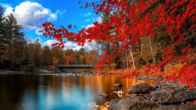 صور خلفيات الطبيعة