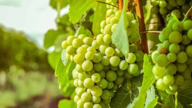 فوائد العنب الاخضر