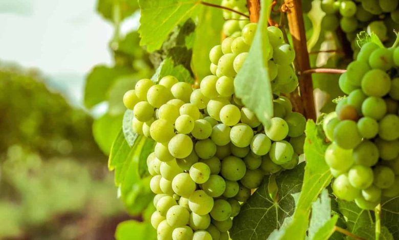 فوائد العنب الاخضر