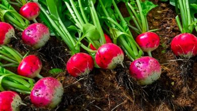 فوائد الفجل الأحمر