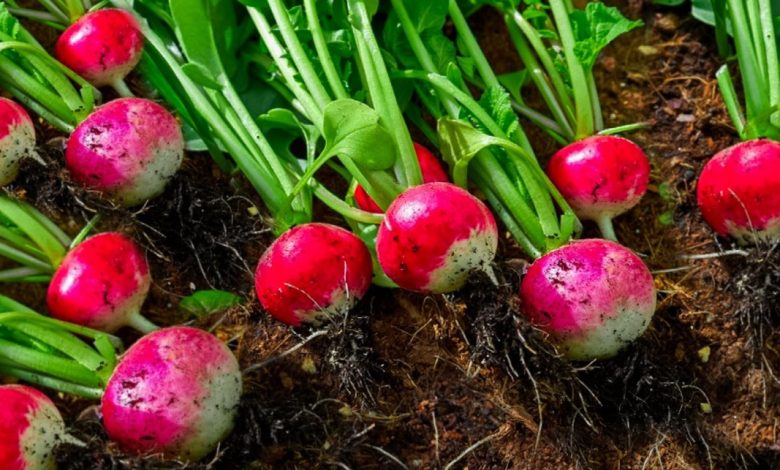 فوائد الفجل الأحمر