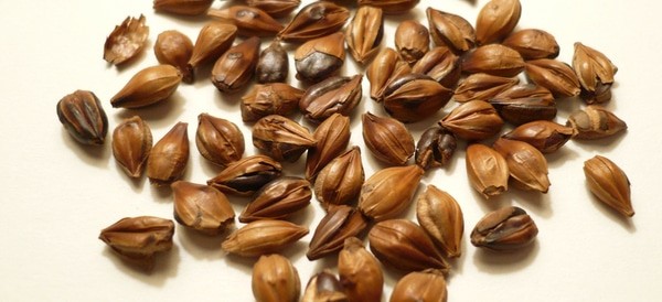 فوائد قهوة الشعير