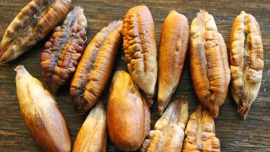 فوائد نواة التمر