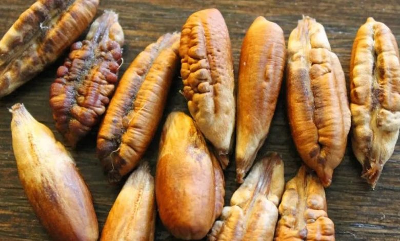 فوائد نواة التمر