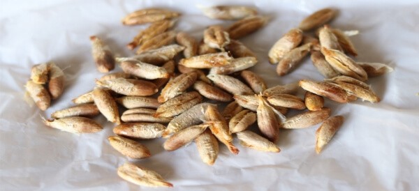 فوائد نواة التمر