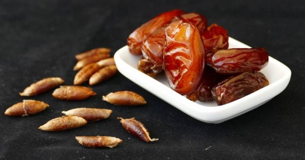 فوائد نواة التمر