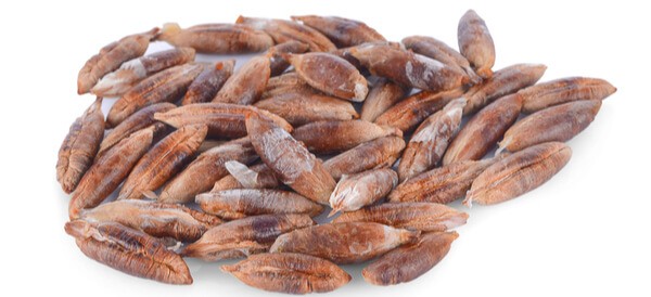 فوائد نواة التمر