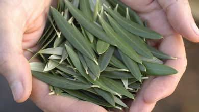 فوائد ورق الزيتون