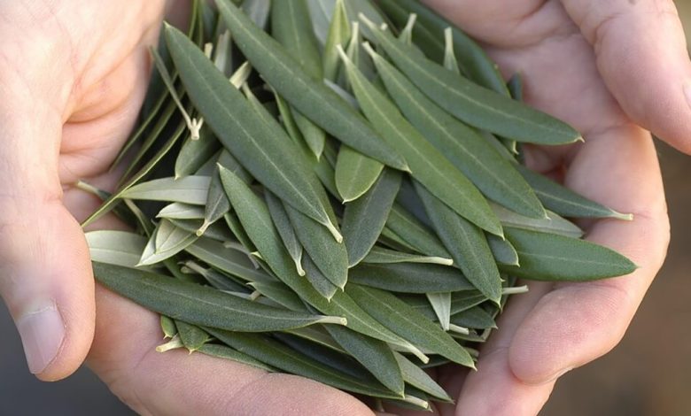 فوائد ورق الزيتون