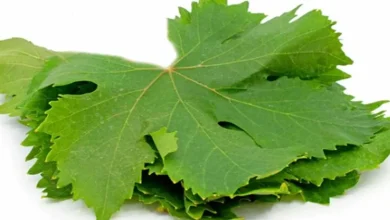 فوائد ورق العنب