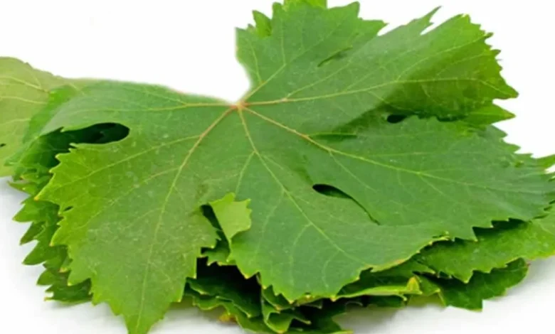 فوائد ورق العنب