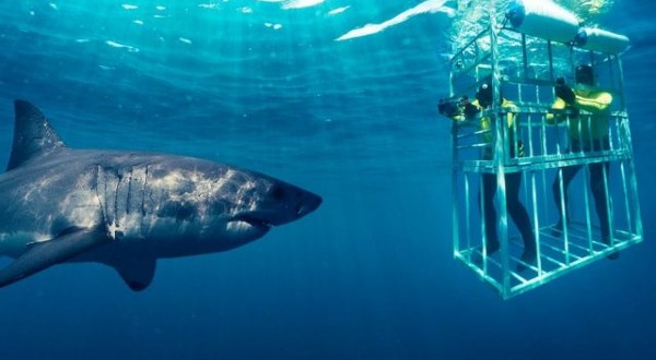قفص الغوص مع أسماك القرش الأبيض الكبير