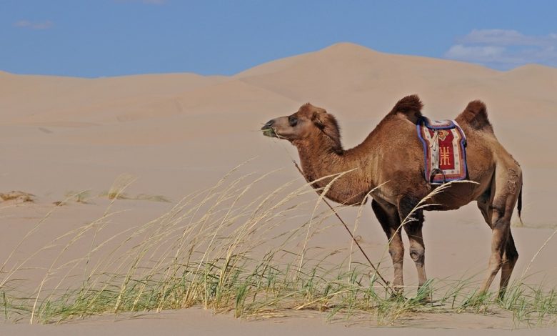 ماذا يأكل الجمل