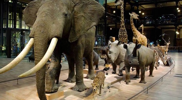 متحف التاريخ الطبيعي