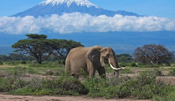 محمية أمبوسيلي الوطنية