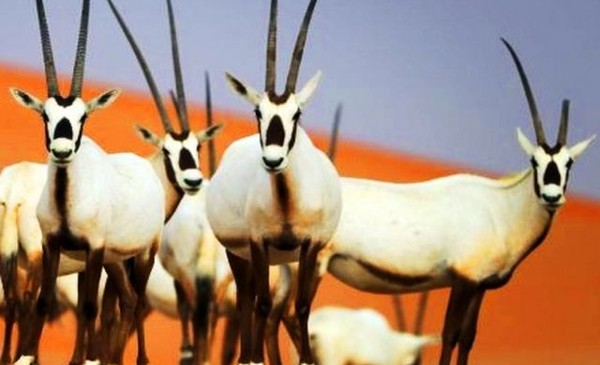 محمية الأوريكس